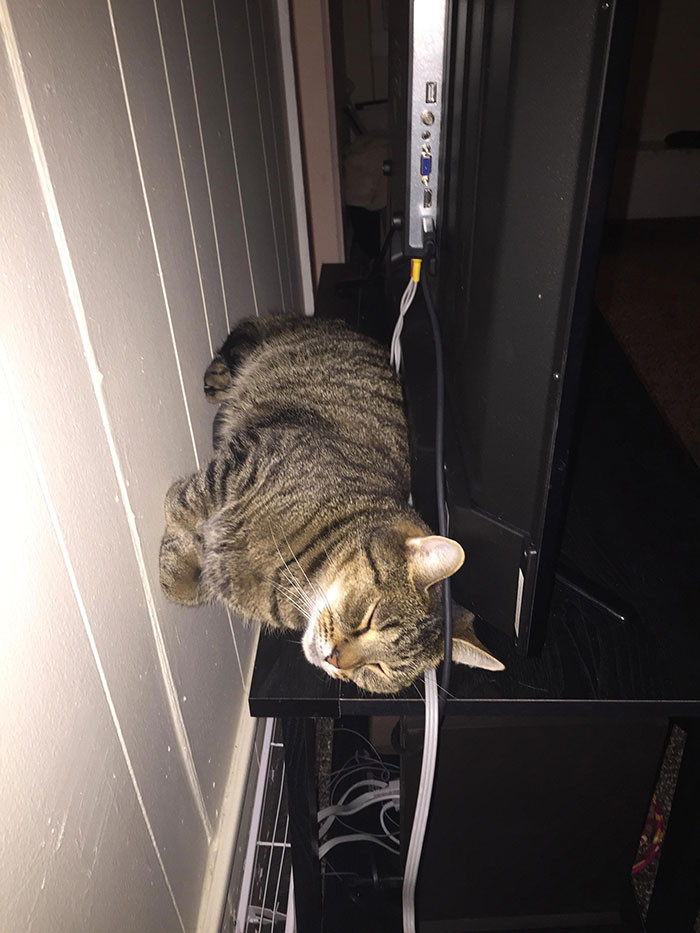 Không chịu ngủ theo cách bình thường, chú mèo này thích bám lên tường và ngủ hệt như người nhện.