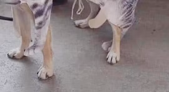 Đi du lịch, nhờ bạn trai chăm chó và kết cục bất ngờ - Hình 3 Di du lich, nho ban trai cham cho va ket cuc bat ngo-Hinh-3