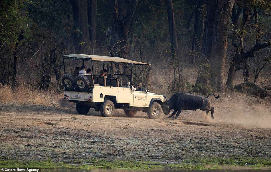 Được biết, con trâu rừng này đã bị thương, nhiếp ảnh gia Peter tin rằng đó là lý do khiến nó trở nên hung dữ và khó chịu với sự có mặt của con người.