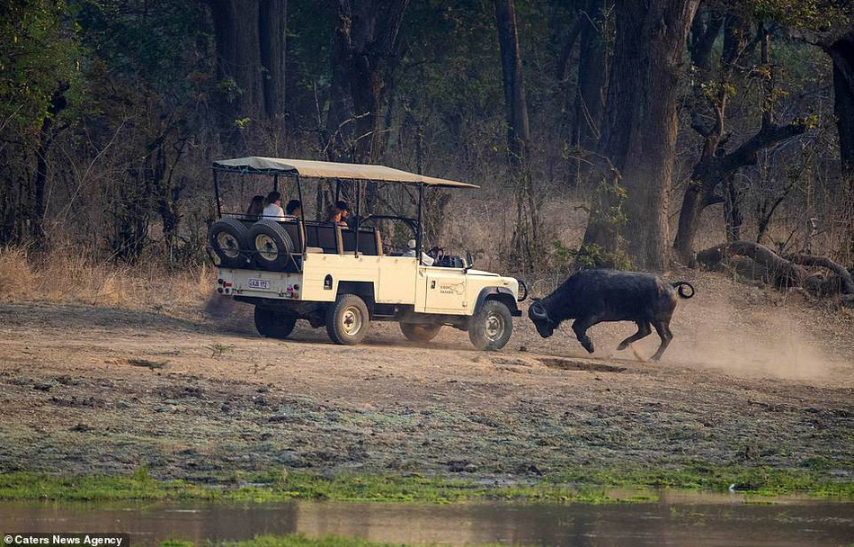 Qua những hình ảnh có thể thấy, con trâu rừng điên cuồng tấn công chiếc xe jeep và tỏ thái độ rõ ràng rằng nó ghét con người.