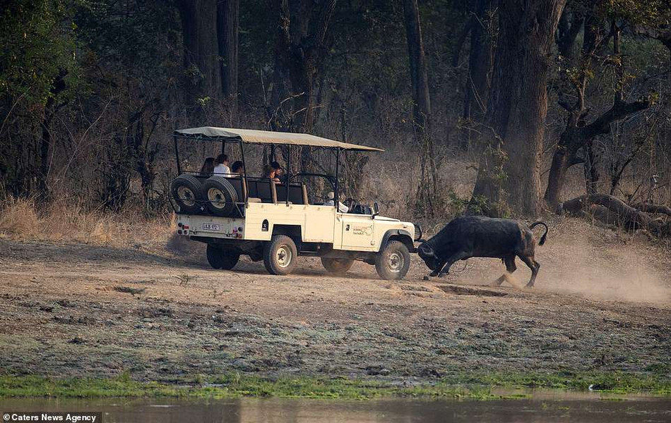 Thường có bộ lông nâu đậm, những con trâu rừng khi trưởng thành có thể dài tới 2,1 - 3,4m, cao khoảng 1 - 1,7m và nặng khoảng từ 272 - 862kg. Bên cạnh đó, trâu rừng còn sở hữu cặp sừng lớn trên đầu, có độ cong, độ cứng và độ nhọn rất đáng sợ. Hơn nữa, đầu to, ngực rộng, tứ chi cứng cáp, trâu rừng hoang dã mạnh mẽ gấp 4 lần so với một con trâu hay bò bình thường.