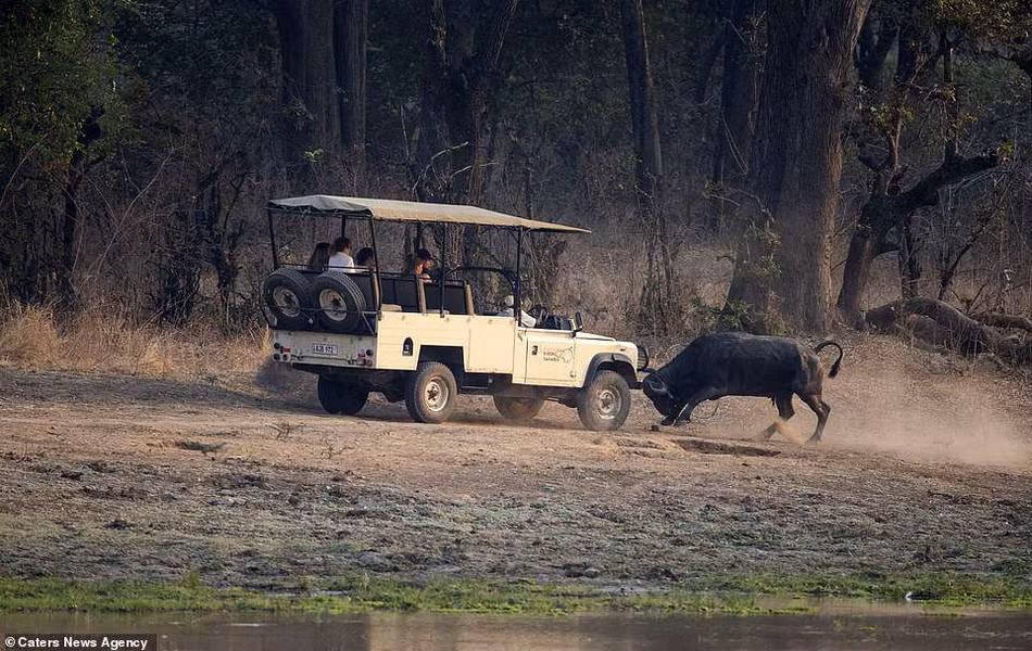 Thường có bộ lông nâu đậm, những con trâu rừng khi trưởng thành có thể dài tới 2,1 - 3,4m, cao khoảng 1 - 1,7m và nặng khoảng từ 272 - 862kg. Bên cạnh đó, trâu rừng còn sở hữu cặp sừng lớn trên đầu, có độ cong, độ cứng và độ nhọn rất đáng sợ. Hơn nữa, đầu to, ngực rộng, tứ chi cứng cáp, trâu rừng hoang dã mạnh mẽ gấp 4 lần so với một con trâu hay bò bình thường.