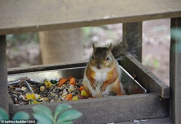 Can canh co soc goi cam, quyen ru hon ca con nguoi-Hinh-2