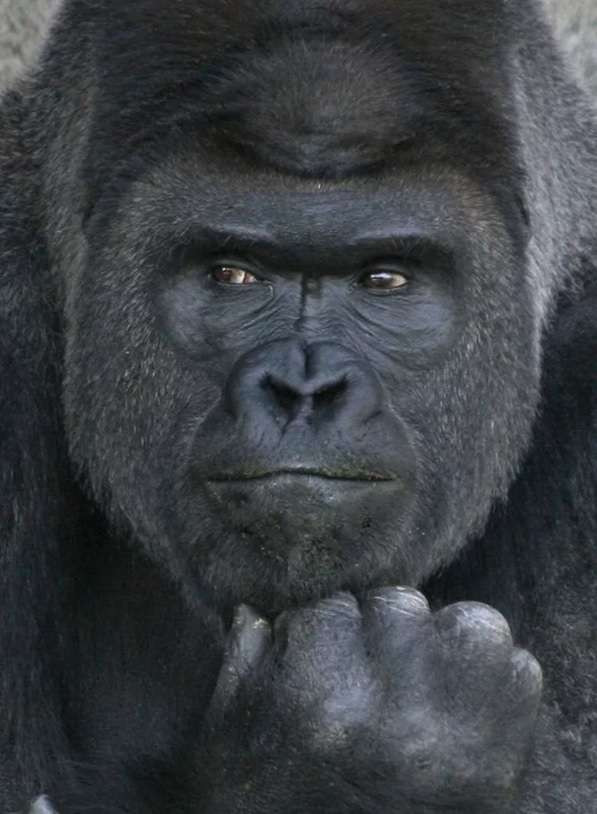 Chỉ cần nhìn vào bìa cuốn sách, cầu chủ bóng đá chuyên nghiệp người Nhật Bản Yoshito Okubo cũng phải thốt lên: "Tôi thua rồi, tôi so với nó có kém đẹp trai hơn".