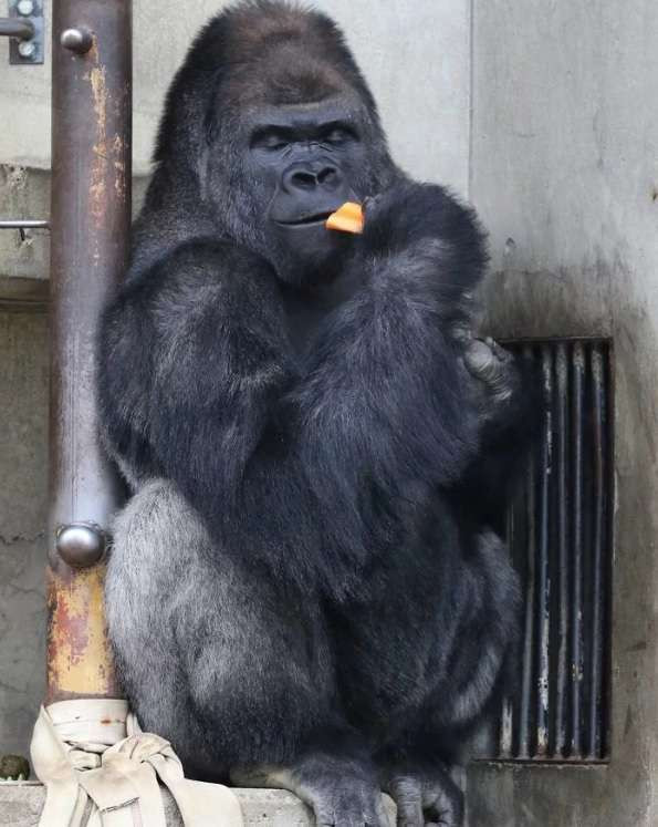 Năm 2015, khi hình ảnh của Shabani đã phổ biến trên khắp Nhật Bản, vườn thú Higashiyama nơi chú khỉ đột này đang sống đã cho ra mắt một cuốn sách ảnh ghi lại những hình ảnh ấn tượng của chú khỉ đột "nam thần" này.