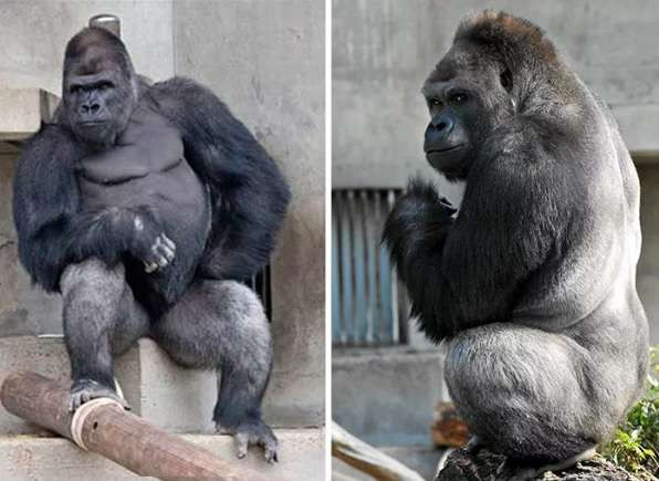 Theo thông tin đăng tải Shabani sinh năm 1997 tại vườn thú Apenheul Primate Park, Hà Lan. Sau đó, nó được chuyển đến vườn thú Taronga Zoo ở Australia và lớn lên ở đó. Đến năm 2007, nó lại được chuyển đến sở thú Higashiyama, Nhật Bản.