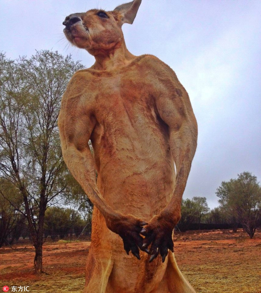 Thấy có người chụp ảnh, chú kangaroo này lập tức gồng mình thể hiện bản thân, khoe tối đa cơ bắp chắc nịch của mình.