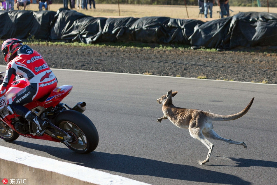 Cậy mình có đôi chân khỏe và nhanh nhẹn, con kangaroo mới lớn này quyết tâm so tài với tay đua mô tô.