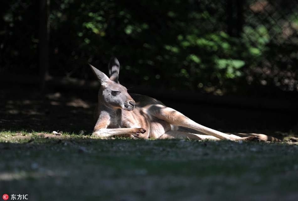 Tận hưởng ánh nắng nhẹ nhàng, ấm áp dưới tán cây, kangaroo khoe triệt để vẻ đẹp gợi cảm của mình.