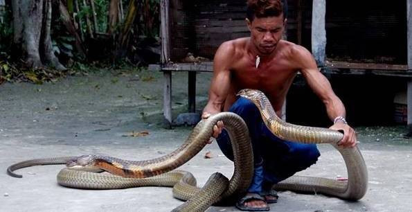 Thế nhưng, trái với tưởng tượng của nhiều người rằng Roni sẽ mặc đồ bảo hộ với đầy đủ dụng cụ để bắt rắn, người đàn ông 27 tuổi này ở trần và quyết định dùng hai tay không để chiến đấu và khuất phục hai con rắn hổ mang khổng lồ.