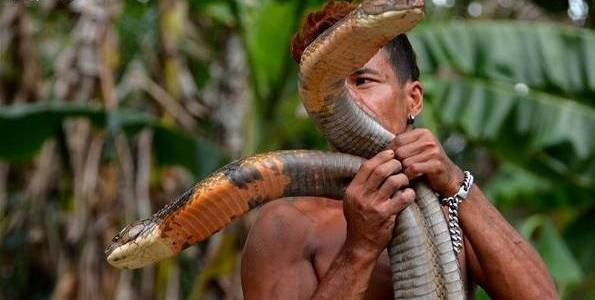 Được biết, hai con rắn hổ mang này thực chất là rắn hổ mang chúa, dài tới khoảng 4m, trông vô cùng đáng sợ.