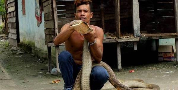 Sau đó, anh Roni Kurniawan, 27 tuổi, một chuyên gia về rắn đã được gọi tới để chế ngự những con rắn độc cực nguy hiểm này.