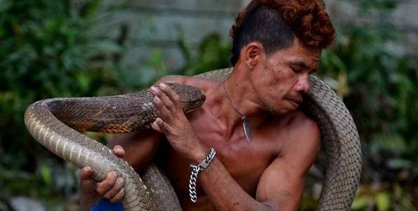 Chứng kiến toàn bộ màn bắt rắn đỉnh cao của anh Roni Kurniawan, nhiều người không khỏi run rẩy và ngượng mộ tài năng của người đàn ông này. Nhiều người cho biết, mặc dù biết hai con rắn đã mất răng nanh, họ vẫn không dám tiếp cận, chỉ dám nhìn anh Roni từ từ chế ngự hai con rắn.