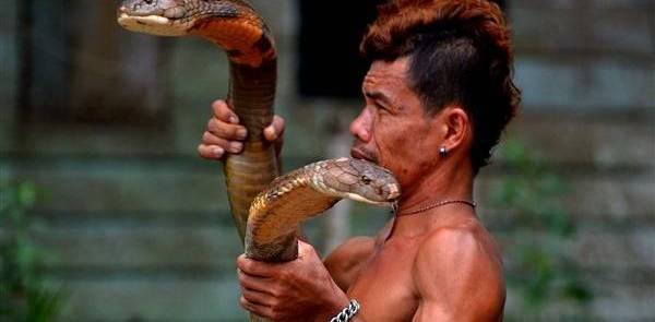 Thế nhưng khi tiếp cận được với hai con rắn, anh Roni vô cùng bình tĩnh, nắm lấy chúng và nâng lên cao. Tiếp đến, một cách đầy rùng rợn, người đàn ông này nhanh chóng bẻ gãy răng nanh chứa nọc độc của chúng.