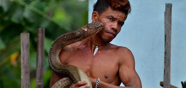 Bị tấn công, hai con rắn hổ mang chúa phản kháng vô cùng mãnh liệt, chúng liên tục mổ người đàn ông liều mạng. Thế nhưng do không còn răng nanh độc, những con rắn hổ mang không thể gây ra những vết thương chí tử, chỉ có thể ngậm đắng nuốt cay chịu khuất phục trước anh Roni.