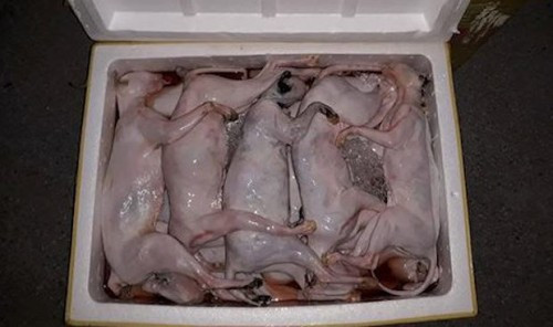 An thit meo khong ro nguon goc co the mac benh dai chet nguoi