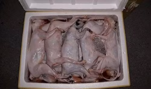 An thit meo khong ro nguon goc co the mac benh dai chet nguoi