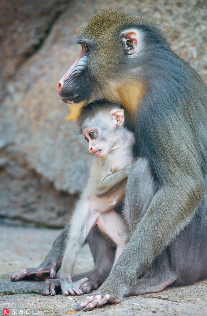 Vào thời điểm sáng sớm, "tiểu công chúa" Aluna và mẹ mình cùng nhau tận hưởng khí trời trong lành, ấm áp.