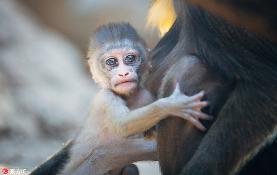 Theo tìm hiểu, khác với khỉ đầu chó, khỉ mặt chó là một loài động vật có tính cách hiền lành, ôn hòa. Vì vậy chúng có thể sống thành các nhóm rất lớn, lên tới hàng vài trăm cá thể. Chúng cũng được coi là loài sống tập thể lớn nhất trong các động vật linh trưởng không phải là con người.