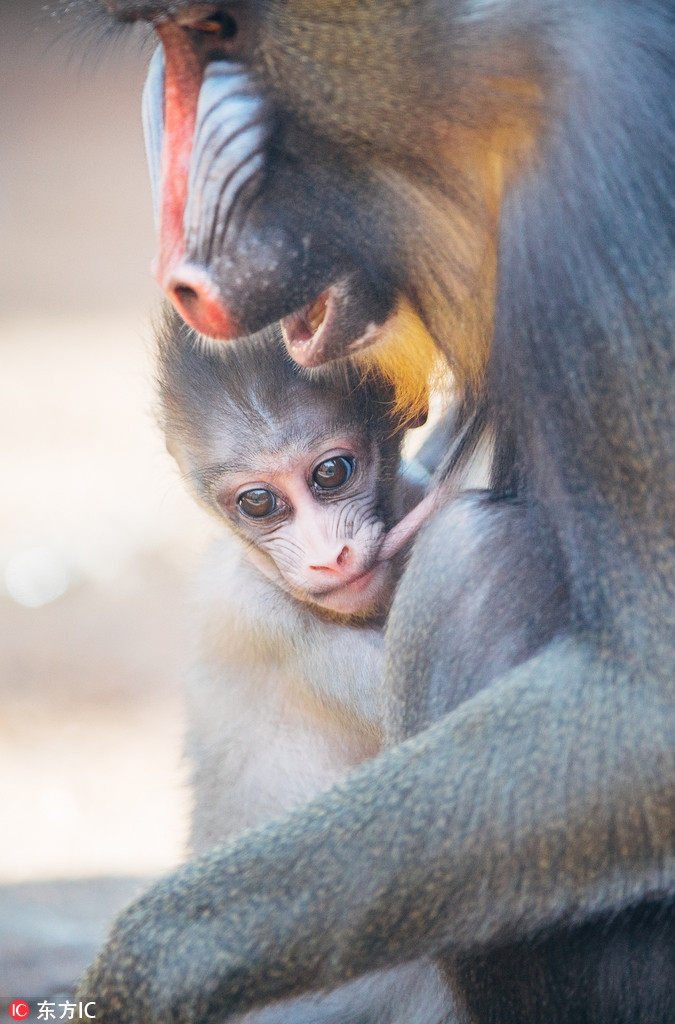 Khỉ mặt chó cũng là một trong những loài có tỷ lệ "lựa chọn giới tính" cao nhất thế giới, đó là những khác biệt giữa con cái và con đực về hình dáng, màu sắc… (chủ yếu là để cạnh tranh với bạn tình).