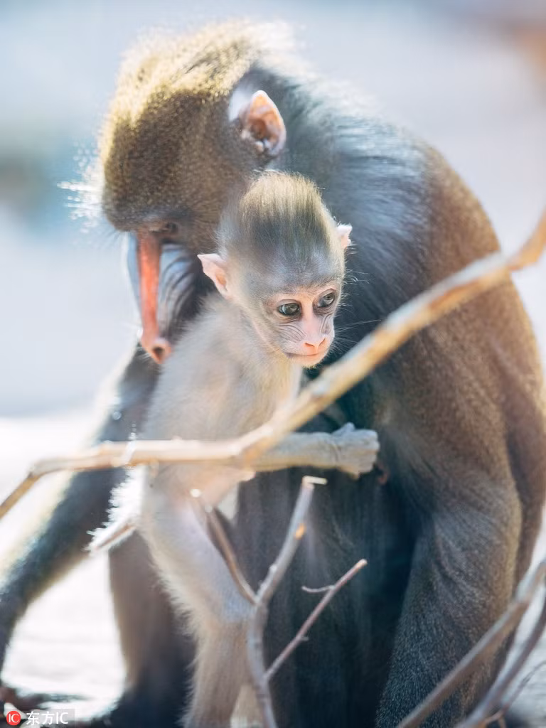 Theo thông tin đăng tải, con khỉ con có tên là Aluna, là một "tiểu công chúa" nhõng nhẽo chính hiệu. Khỉ mẹ có tên là Ikela, một trong những khỉ mặt chó cái nổi bật trong vườn thú.