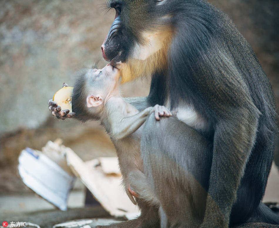 Aluna được mẹ âu yếm, vuốt ve và chăm sóc vô cùng chu đáo.