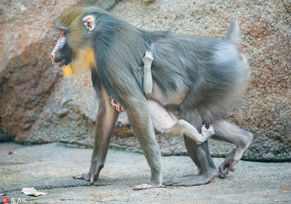 Cũng vì thế, cô khỉ con này một bước cũng không muốn rời khỏi mẹ, luôn tìm cách để mẹ quan tâm, chú ý.