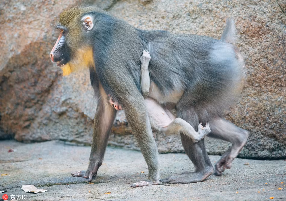 Cũng vì thế, cô khỉ con này một bước cũng không muốn rời khỏi mẹ, luôn tìm cách để mẹ quan tâm, chú ý.