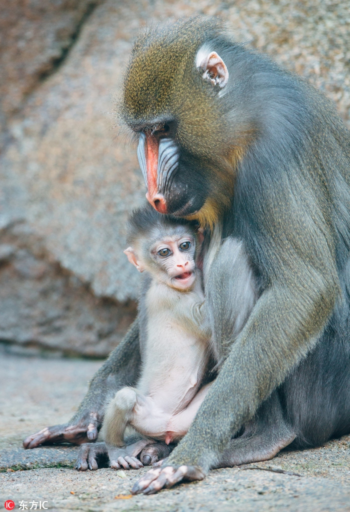 Sở dĩ gọi Aluna là "tiểu công chúa" là bởi cô khỉ con này là đứa con thứ bảy của "vua khỉ" - khỉ đực đầu đàn có tên Napo và khỉ cái Ikela.