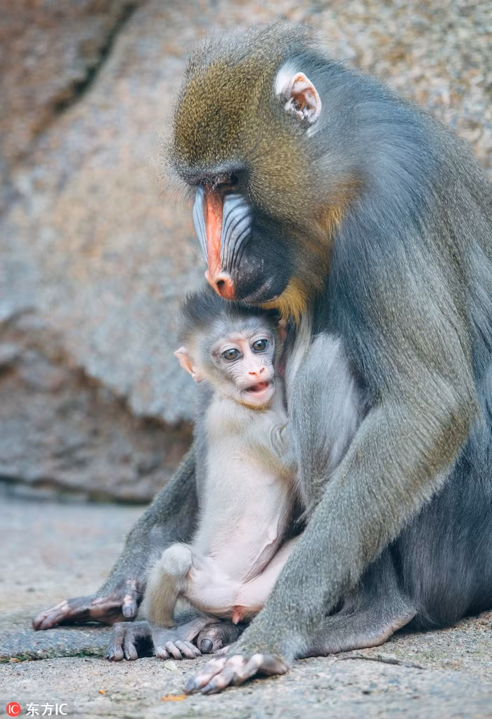 Sở dĩ gọi Aluna là "tiểu công chúa" là bởi cô khỉ con này là đứa con thứ bảy của "vua khỉ" - khỉ đực đầu đàn có tên Napo và khỉ cái Ikela.