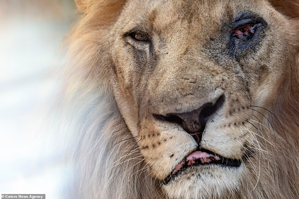 Ngay sau khi bộ ảnh được đăng tải đã thu hút sự chú ý của cư dân mạng và cả những tổ chức bảo vệ động vật trên khắp thế giới.