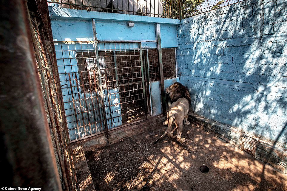 Trong ảnh là hình ảnh sư tử đực đáng thương đói đến mức đi lại không vững, chán chường, thẫn thờ không thiết tha làm gì.