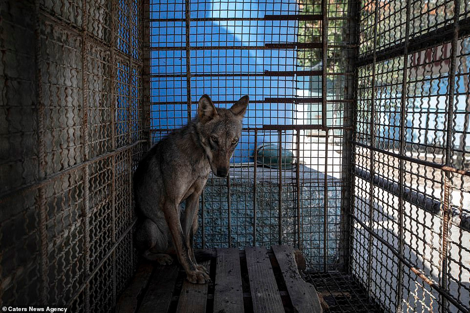 Qua những hình ảnh có thể thấy, tại sở thú địa ngục này, những con vật bị nhốt trong những chiếc lồng chật hẹp, thường xuyên bị đói, khát đến mức suy dinh dưỡng nặng, bệnh tật và chấn thương khắp người.