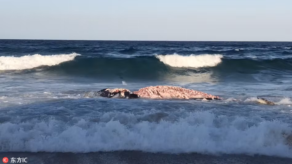 Mới đây, các nhà khoa học ghi nhận được hiện tượng lạ lùng. Có thể nói, chỉ vì miếng ăn miễn phí, nhiều con cá mập hổ đã mạo hiểm bơi vào vùng nước nông, bất chấp mọi rủi ro mắc cạn để được chén thịt cá voi khổng lồ.