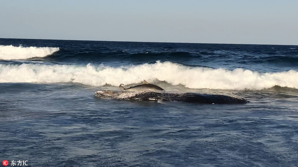 Sau khi cắn đánh chén thịt cá voi no nê, chúng lại dùng sức bật lên, lao vào dòng nước, nỗ lực quay về đại dương sâu thẳm.