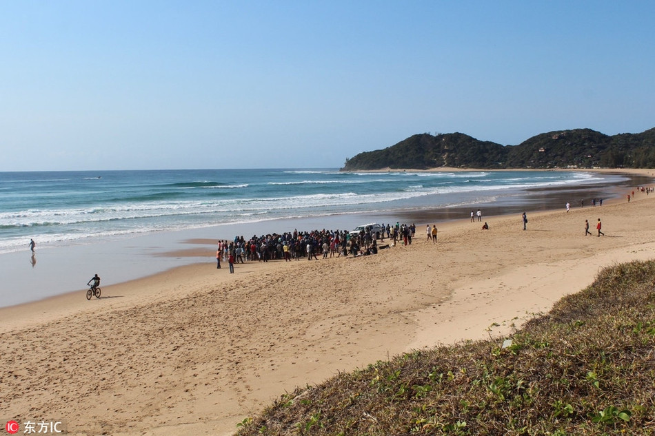 Chẳng ngờ, khi quá trình xẻ thịt cá voi đang diễn ra, có khoảng 30 con cá mập hổ, 20 con cá mập bò và 10 con cá mập hổ cát bị mùi thịt, mùi máu hấp dẫn mà kéo đến.