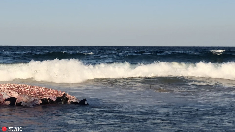 Những con cá mập này dài gần 4m, để tận hưởng bữa ăn miễn phí, chúng không ngừng mạo hiểm, bất chấp rủi ro bị mắc cạn mà theo sóng biển ghé sát vào bờ cát.