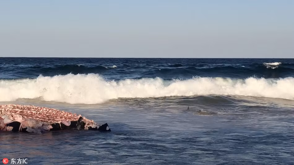 Những con cá mập này dài gần 4m, để tận hưởng bữa ăn miễn phí, chúng không ngừng mạo hiểm, bất chấp rủi ro bị mắc cạn mà theo sóng biển ghé sát vào bờ cát.