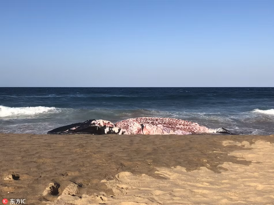 Cứ thế, xác con cá voi khổng lồ bị gặm nhấp từng chút, từng chút một, cho đến khi chỉ còn lại bộ xương.