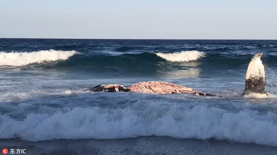 Có thể thấy, những con cá mập này thực sự phàm ăn. Ngay khi có cơ hội hưởng dụng bữa tiệc thịt cá voi xa hoa mà không mất chút công sức nào, chúng liền bất chấp nguy hiểm, tiến sát vào bờ.
