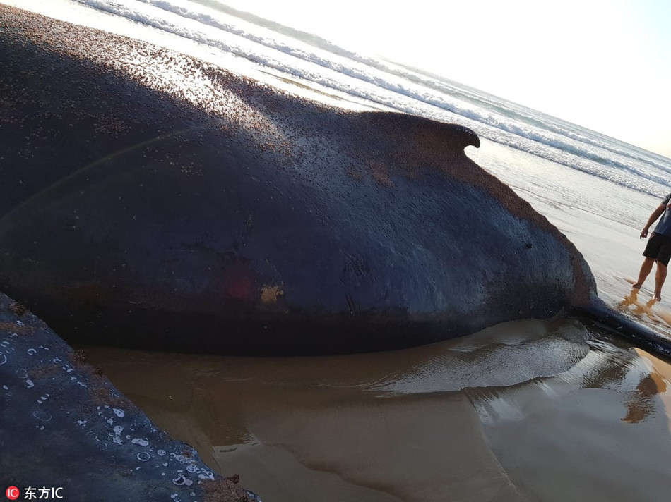 Theo thông tin đăng tải, xác một con cá voi lưng gù khổng lồ nặng khoảng 29,9 tấn đã dạt vào vùng nước nông trên bãi biển Ponta, Mozambique, thu hút được rất nhiều sự chú ý của người dân địa phương.