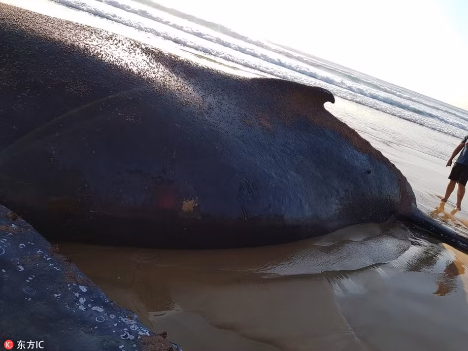 Theo thông tin đăng tải, xác một con cá voi lưng gù khổng lồ nặng khoảng 29,9 tấn đã dạt vào vùng nước nông trên bãi biển Ponta, Mozambique, thu hút được rất nhiều sự chú ý của người dân địa phương.