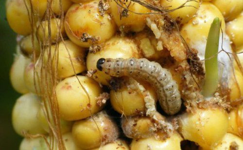 Bien doi khi hau- Ly do khien cac loai con trung hung hang hon