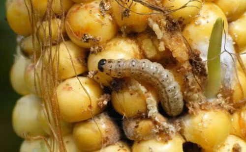 Bien doi khi hau- Ly do khien cac loai con trung hung hang hon