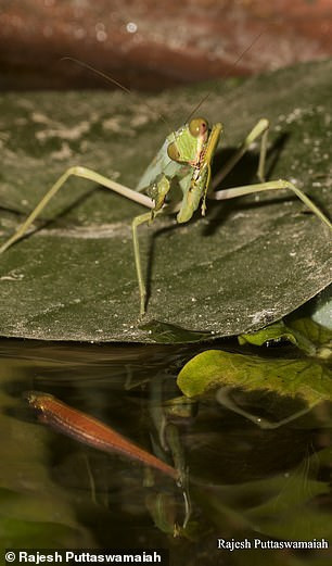 Mặc dù cấu trúc mắt kép của bọ ngựa khổng lồ chỉ ra rằng chúng thích hợp để săn mồi vào ban ngày, thế nhưng, trong trường hợp này, con bọ ngựa vẫn có thể trở thành một thợ săn huyền thoại khi săn mồi thành công trong điều kiện ánh sáng yếu.