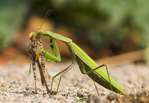 Thậm chí, những con chim cũng là món ăn thường xuyên của bọ ngựa. Chúng thường nhắm vào chim ruồi và chim sẻ.
