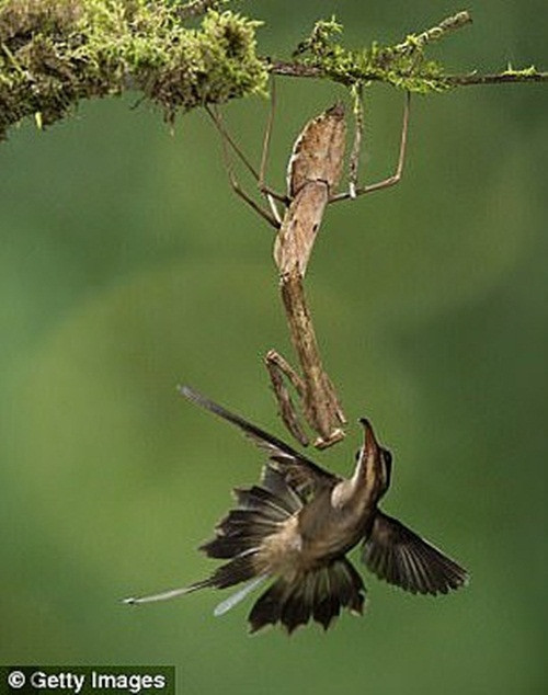 Theo tìm hiểu, bọ ngựa rất phàm ăn, có thể ăn bất cứ thứ gì bắt được, bao gồm đồng loại và con mồi lớn hơn.
