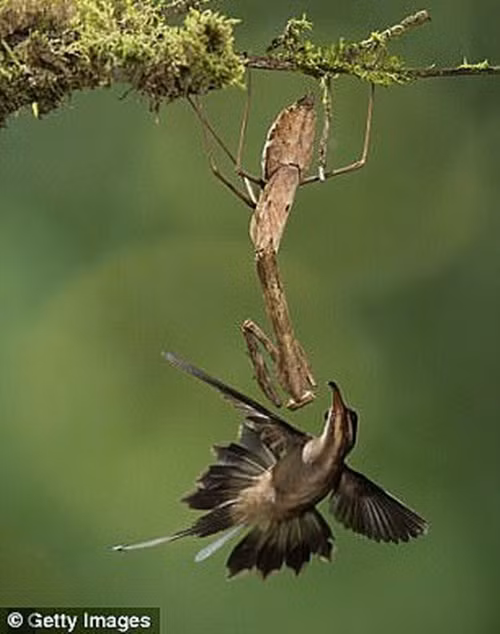 Theo tìm hiểu, bọ ngựa rất phàm ăn, có thể ăn bất cứ thứ gì bắt được, bao gồm đồng loại và con mồi lớn hơn.