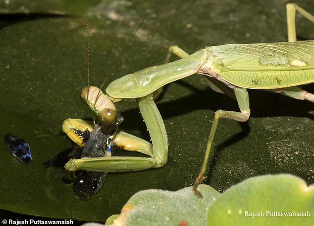 Theo thông tin đăng tải, con bọ ngựa hung hãn này dài tới 6cm, thuộc giống đực loài bọ ngựa châu Á khổng lồ, có tên khoa học là Hierodula tenuidentata.