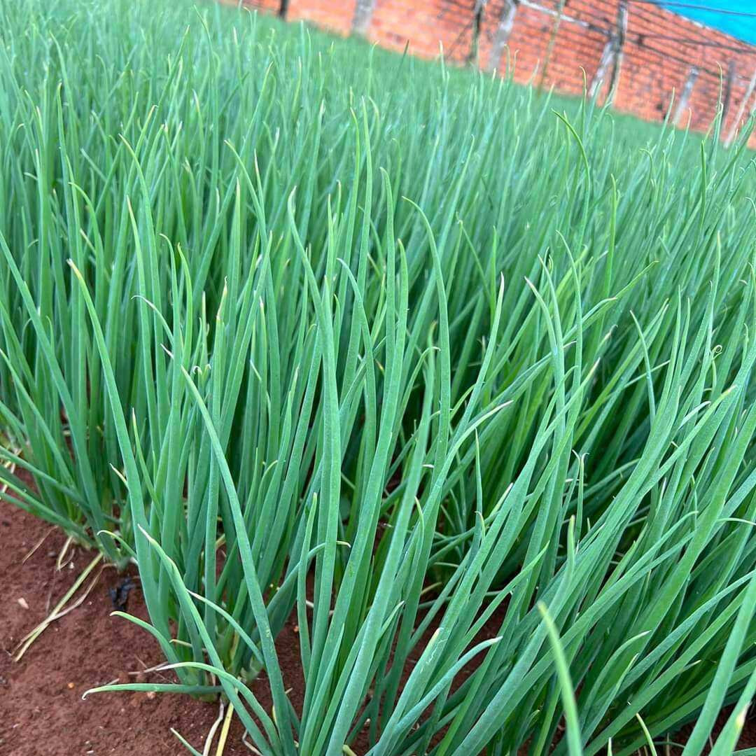 Loai rau nao de “ngam” thuoc tru sau?